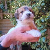 Cuccioli di Jack Russell