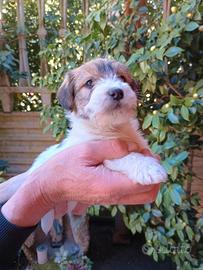 Cuccioli di Jack Russell