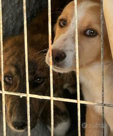 Cucciola taglia media