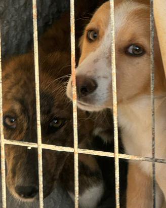 Cucciola taglia media