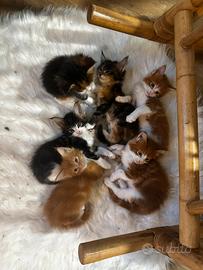 Gatto Main coon