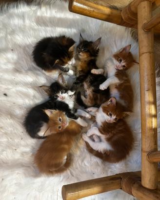 Gatto Main coon