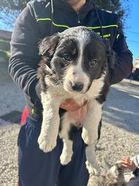 Cuccioli Border Collie