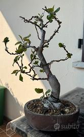 Bonsai Melo