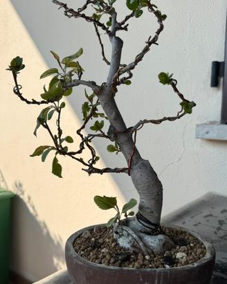 BONSAI DI MELO MALUS HALLIANA