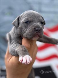 Cucciolo - American Pitbull Terrier