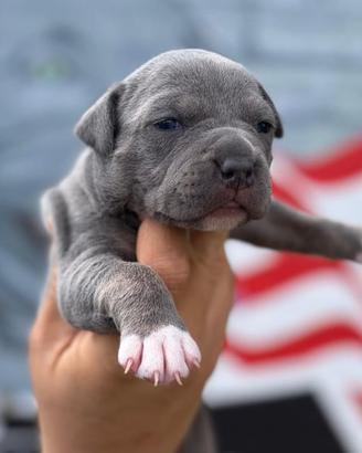 Cucciolo - American Pitbull Terrier