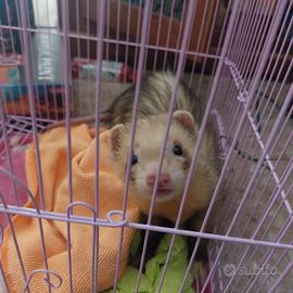 Furetto