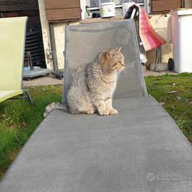 British shorthair con pedigree colorazione bengala