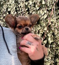 Cucciolo di chihuahua