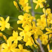 Pianta di Gelsomino giallo Jasminum h 35 - 45 cm