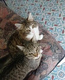 Due gatti