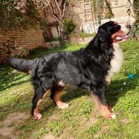 Bovaro del bernese per monta accoppiamento