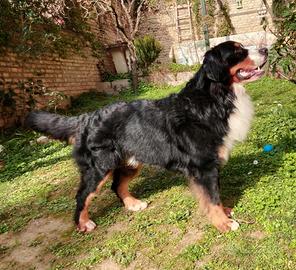 Bovaro del bernese per monta accoppiamento