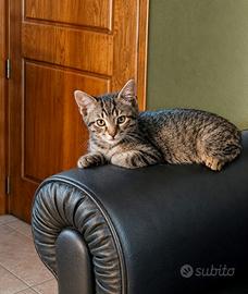 Gattini maschio e femmina