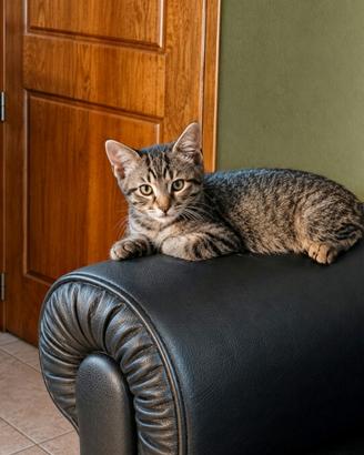 Gattini maschio e femmina