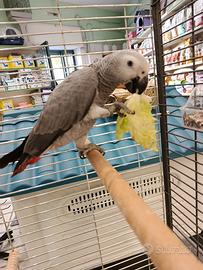 Pappagallo cenerino beby