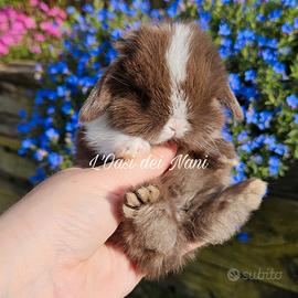 Cucciolo di coniglio di razza Minilop