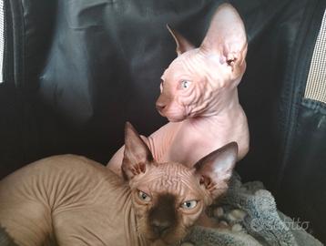 Gatto Sphynx