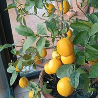 Limone rosso