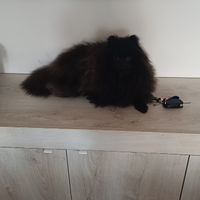 Mimmo Spitz di Pomerania