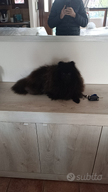 Mimmo Spitz di Pomerania