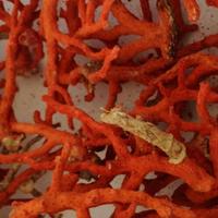 Corallo rosso mediterraneo