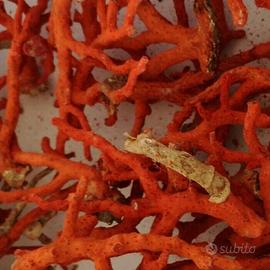 Corallo rosso mediterraneo