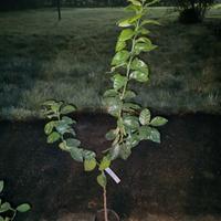 Pianta di Arancio Arcobal 