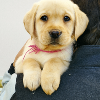 Cuccioli di Labrador con pedigree