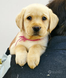 Cuccioli di Labrador con pedigree