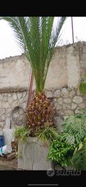Palma da giardino gia in vaso