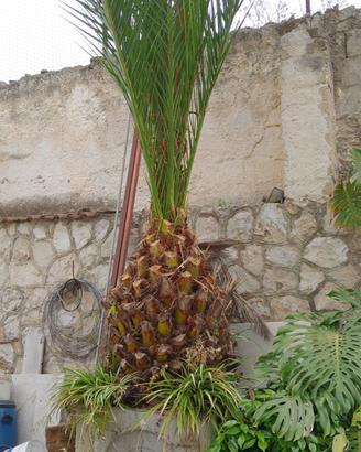Palma da giardino gia in vaso