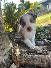 Cucciolo pastore australiano
