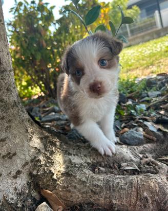 Cucciolo pastore australiano