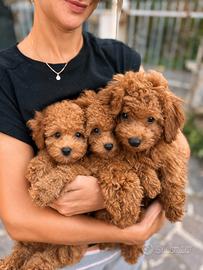 Adorabile barboncino toy