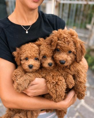 Adorabile barboncino toy