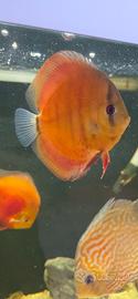 discus