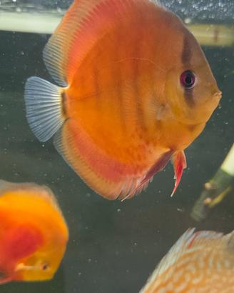 discus