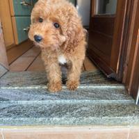 Barboncino Toy Nano red