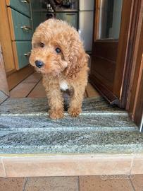 Barboncino Toy Nano red