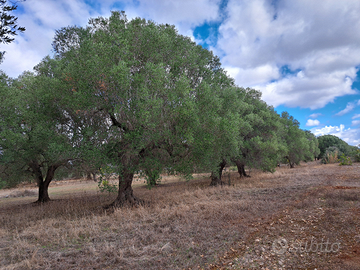 ULIVETO CON 20 ALBERI SECOLARI DI mt. QUADRI 4280
