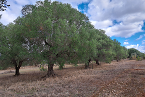 ULIVETO CON 20 ALBERI SECOLARI DI mt. QUADRI 4280