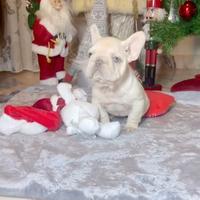 Cuccioli di bulldog francese lilac tan platinum