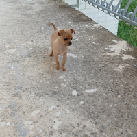 Cucciolo di chiwawa