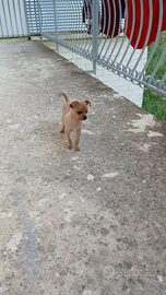 Cucciolo di chiwawa
