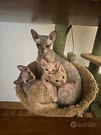 Cuccioli Don Sphynx