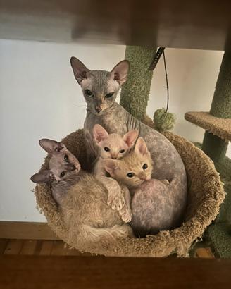 Cuccioli Don Sphynx