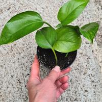 POTOS ( SCINDAPSUS)