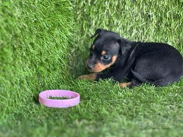 Pinscher